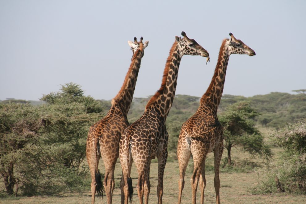 Drei Giraffen in der Wildnis in Afrika