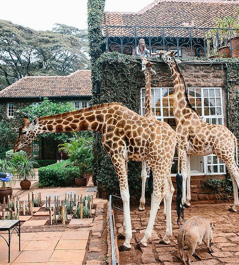 Giraffen schauen nach Essen vor Hotel Fenstern