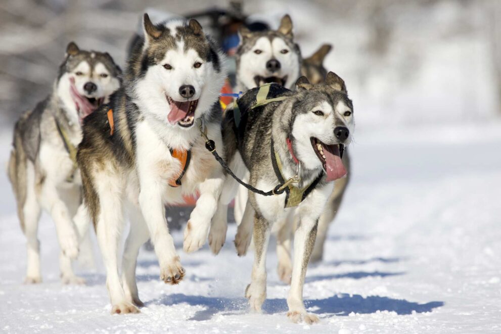 Huskys als Schlittenhunde ziehen Mensch