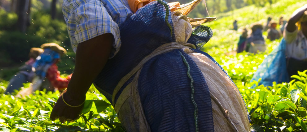 Frauen pflücken auf einem Feld in der Sonne Teeblätter