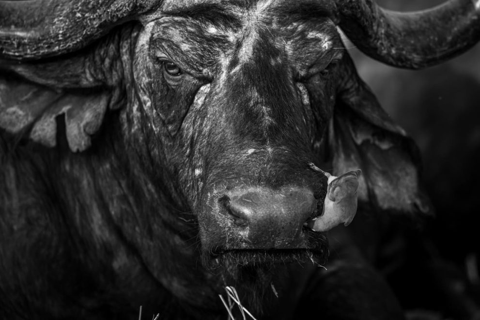 Portrait eines Büffels in schwarzweiß