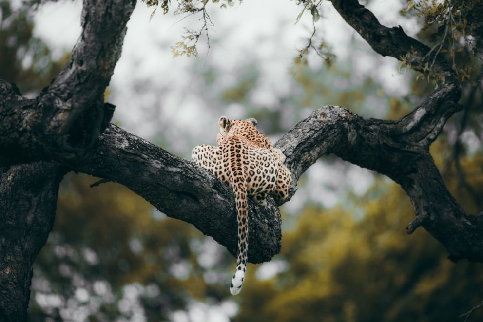 Rückansicht eines Leoparden auf einem Baum