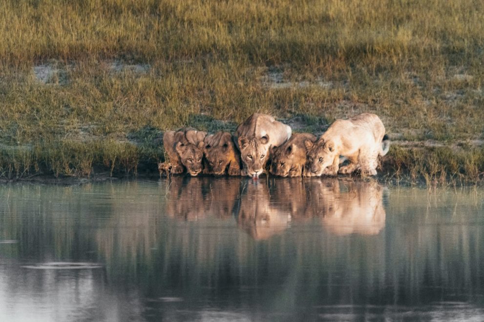 Löwen an einer Wasserstelle auf einer Big Five Safari
