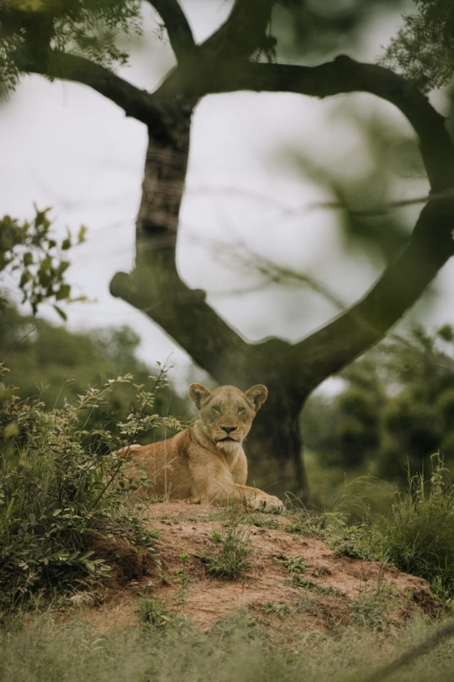 Löwin im Kruger Nationalpark auf einer Big Five Safari Südafrika