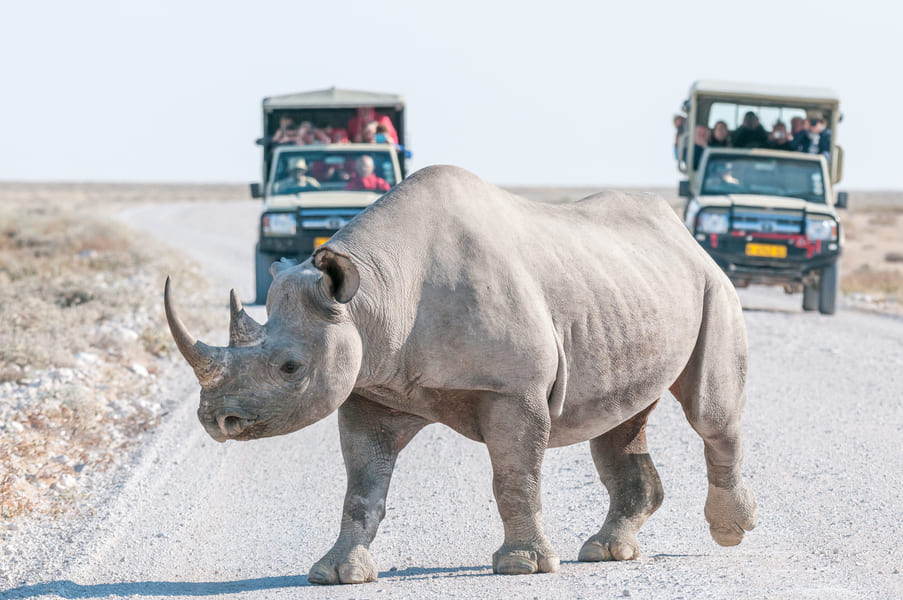 Ein Nashorn auf der Straße vor Safari Fahrzeugen einer Big Five Safari