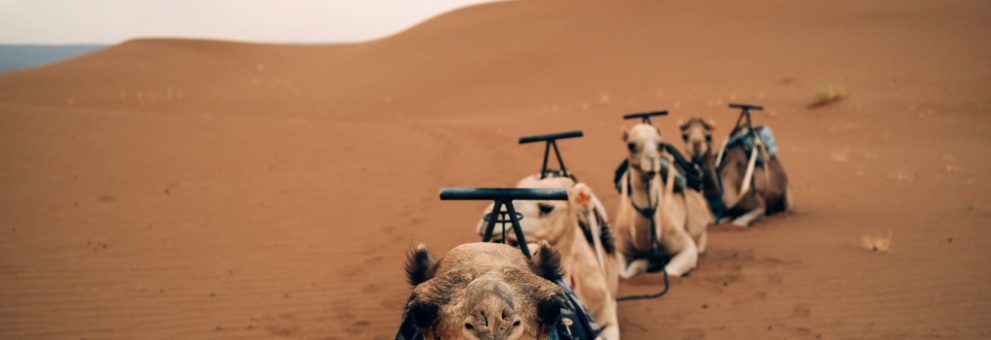 Ruhende Kamele bei einer Wüstentour