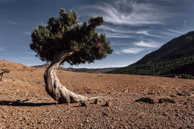 ein einzelner Baum in der Wüste