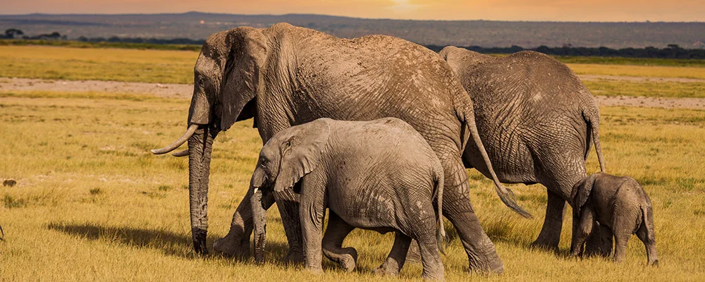 Familie von Elefanten in der Savanne