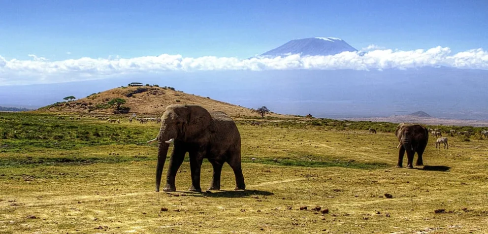Elefanten laufen vor dem Kilimandscharo durch die Savanne