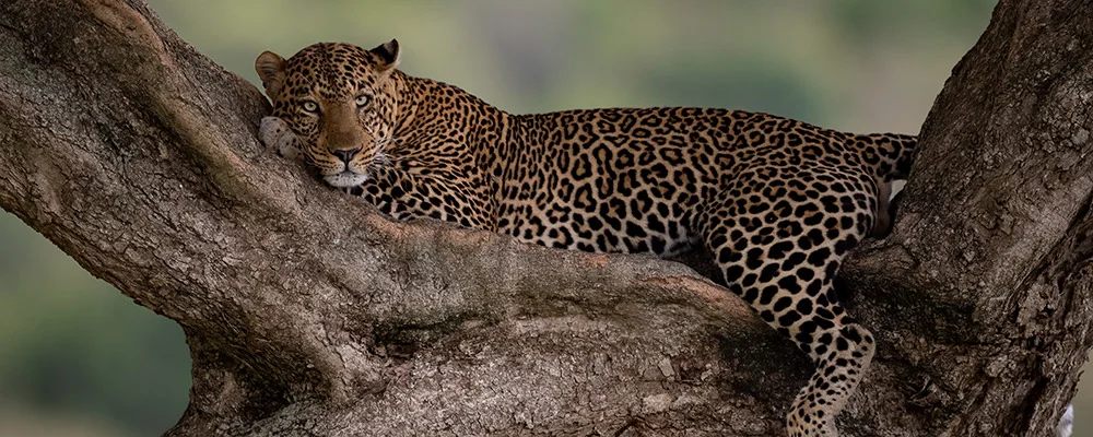 Leopard liegt auf einem Baumstamm