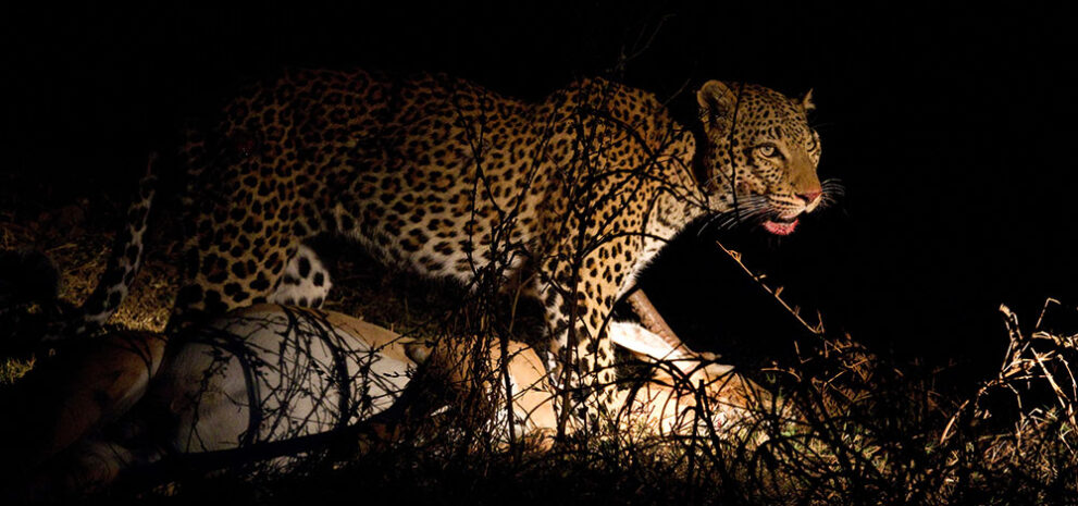 Leopard bei einem Night Drive in Afrika