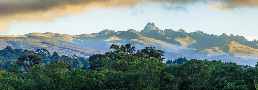 Wald vor dem Mount Kenya in Kenia