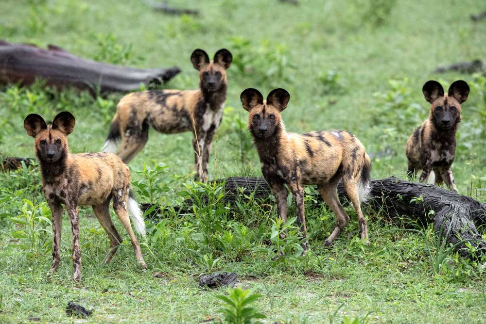 Afrikanische Wildhunde im Mkomazi Nationalpark in Tansania