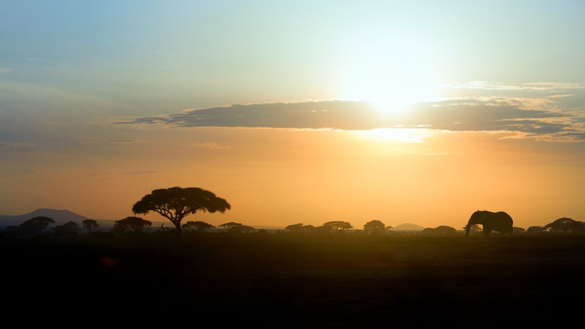Silhouette eines Elefanten im Amboseli Nationalparks während des Sonnenuntergangs