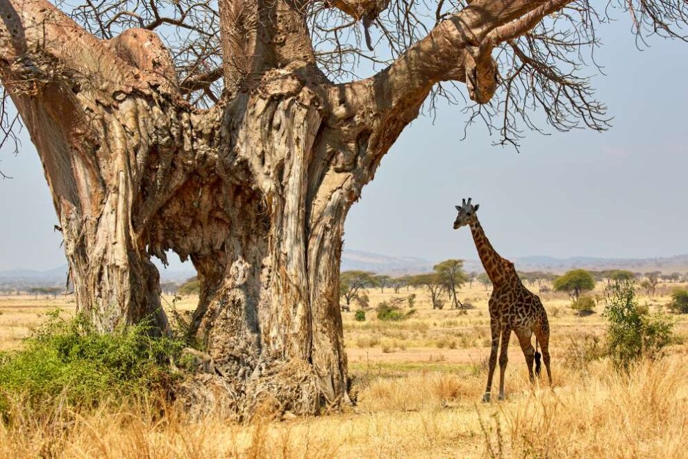 Giraffe steht vor riesigem Baobab Baum im Ruaha Nationalpark in Tansania
