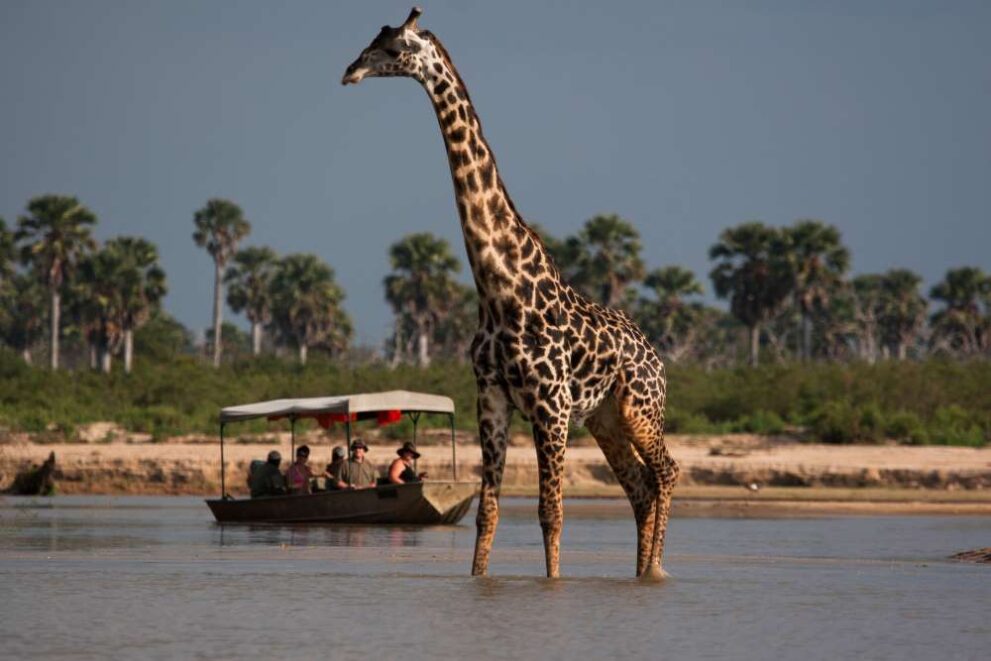 Giraffe während Bootssafari auf dem Rufiji Fluss im Nyerere Nationalpark - Selous Game Reserve