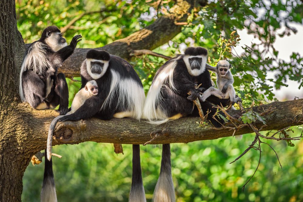 Schwarz-weiße Stummelaffen, auch Colobus Affen genannt, sitzen auf einem Baum im Arusha Nationalpark in Tansania