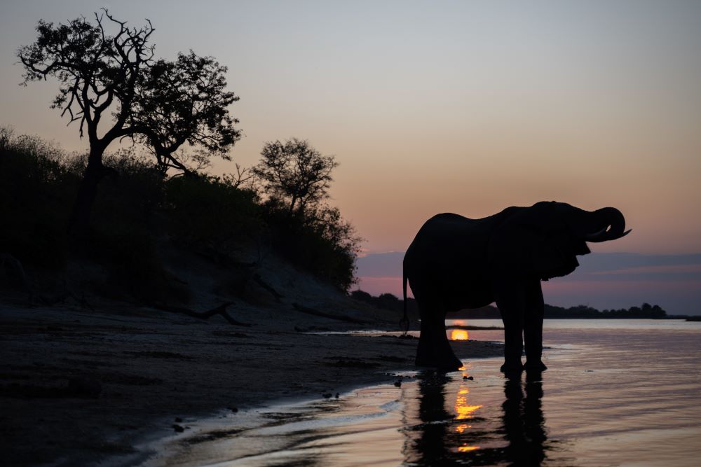 Elefant steht am Strand des Saadani Nationalparks in Tansania