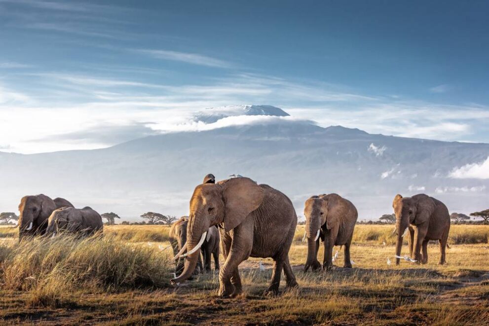 Elefantenherde im Amboseli Nationalpark vor dem Kilimandscharo