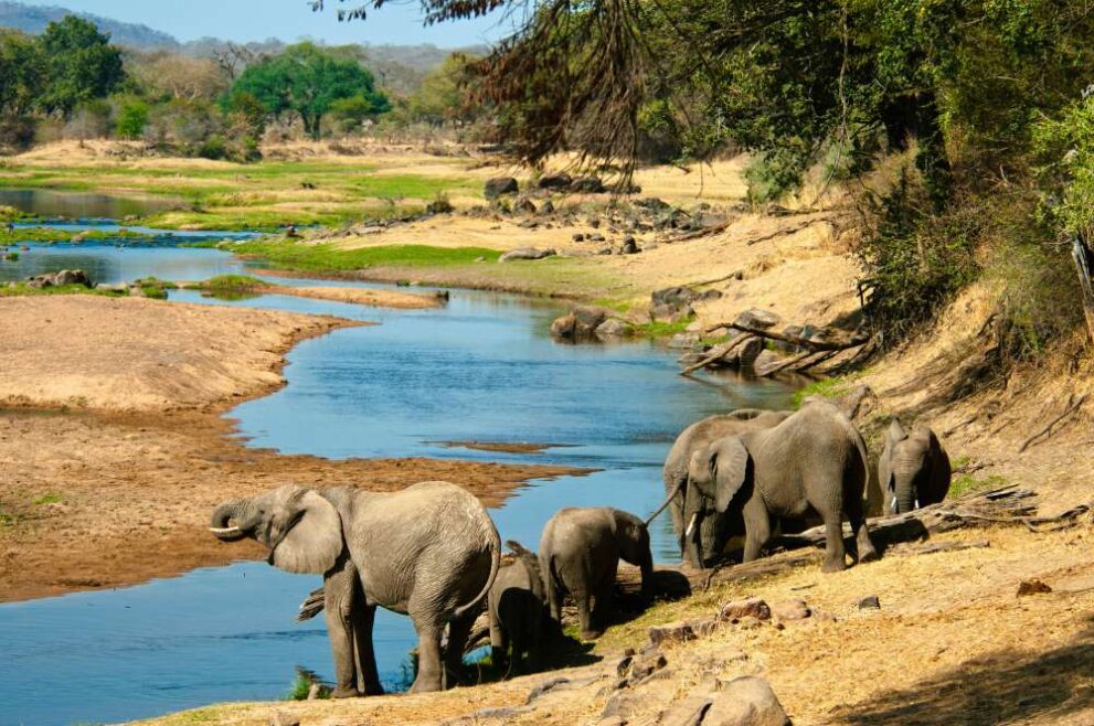 Elefanten trinken am Ruaha Fluss im Ruaha Nationalpark in Tansania