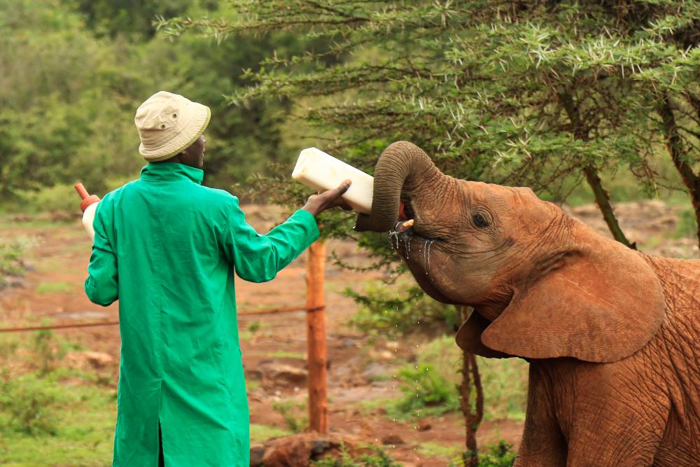 Mann füttert ein Elefantenbaby im Elefantenschutzzentrum