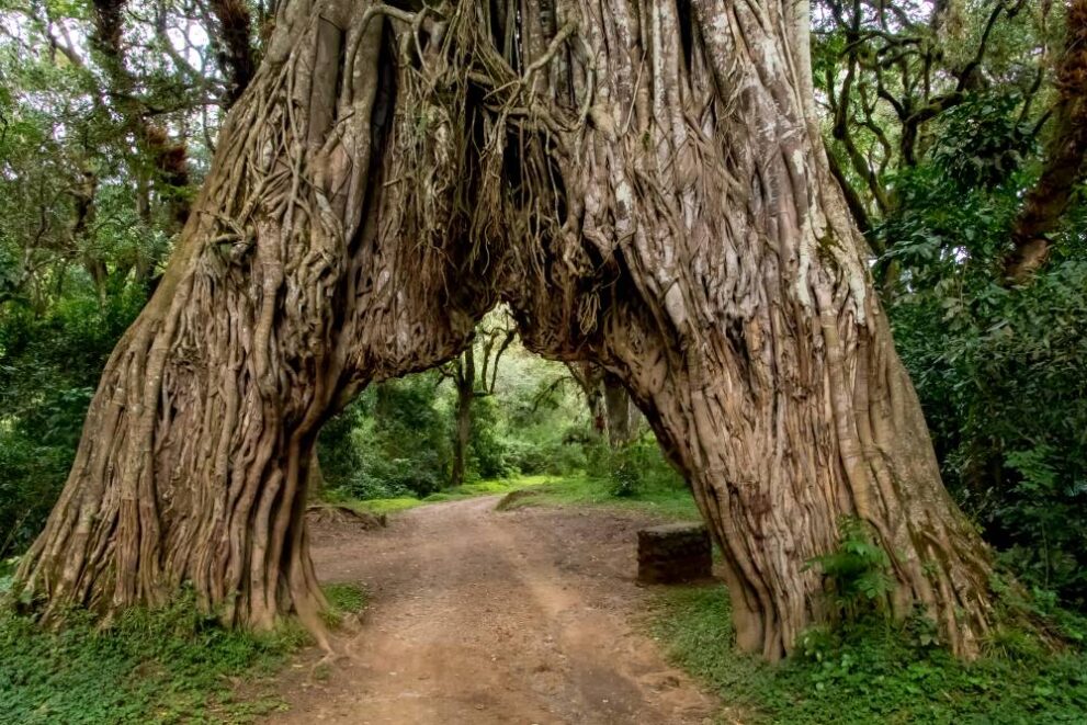 Fig Tree Arch, Feigenbaum-Tor am Mount Meru im Arusha Nationalpark in Tansania