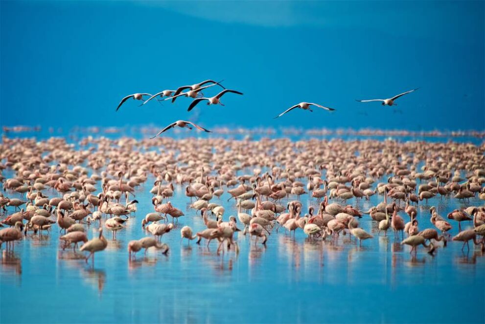 Große Ansammlung von Flamingos am Lake Manyara Nationalpark in Tansania