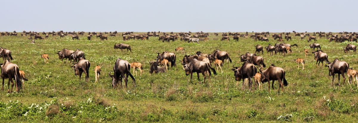 Gnu Herde in der Kalbungszeit im Ndutu Gebiet in der Serengeti