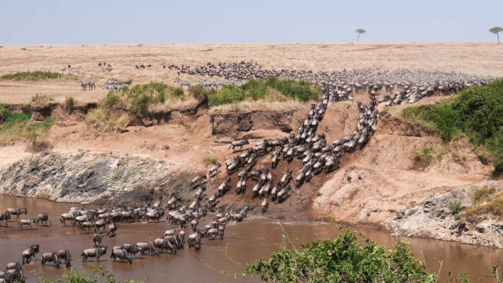 Great Migration überquert Marta Fluss in der Masai Mara