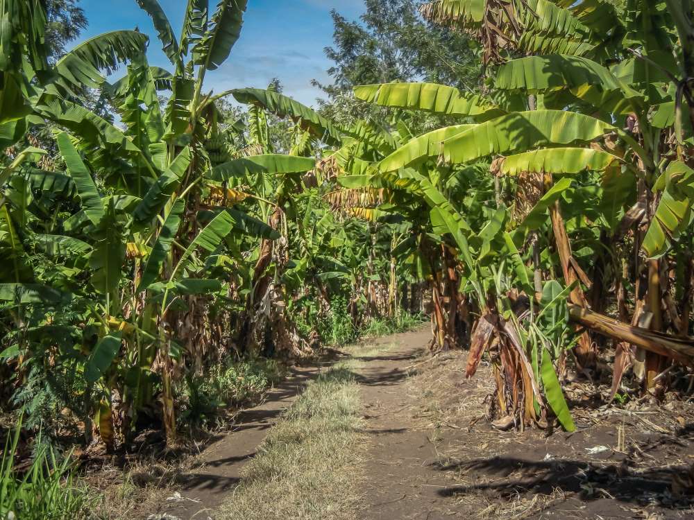 Kaffeeplantage in der Kulturzone des Kilimandscharo