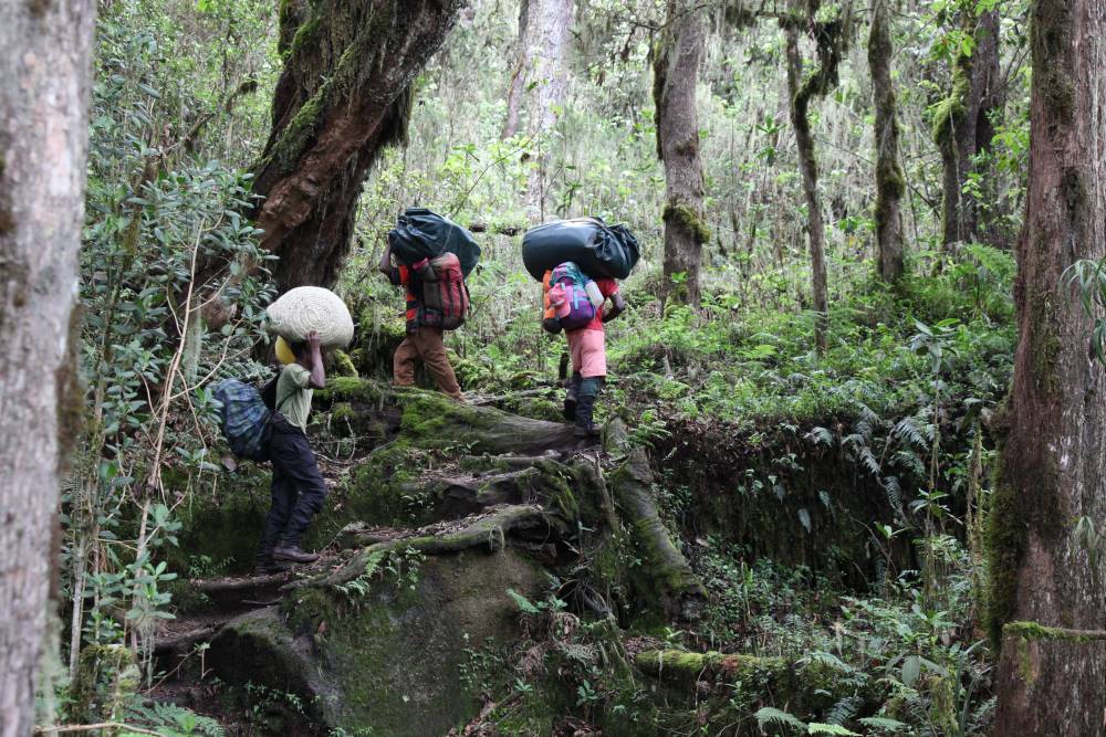 Wanderung im Regenwald des Kilimandscharo