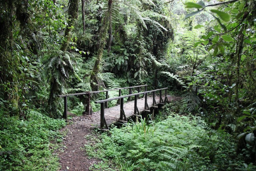 Waldgebiet mit dichtem Regenwald im Kilimandscharo Nationalpark