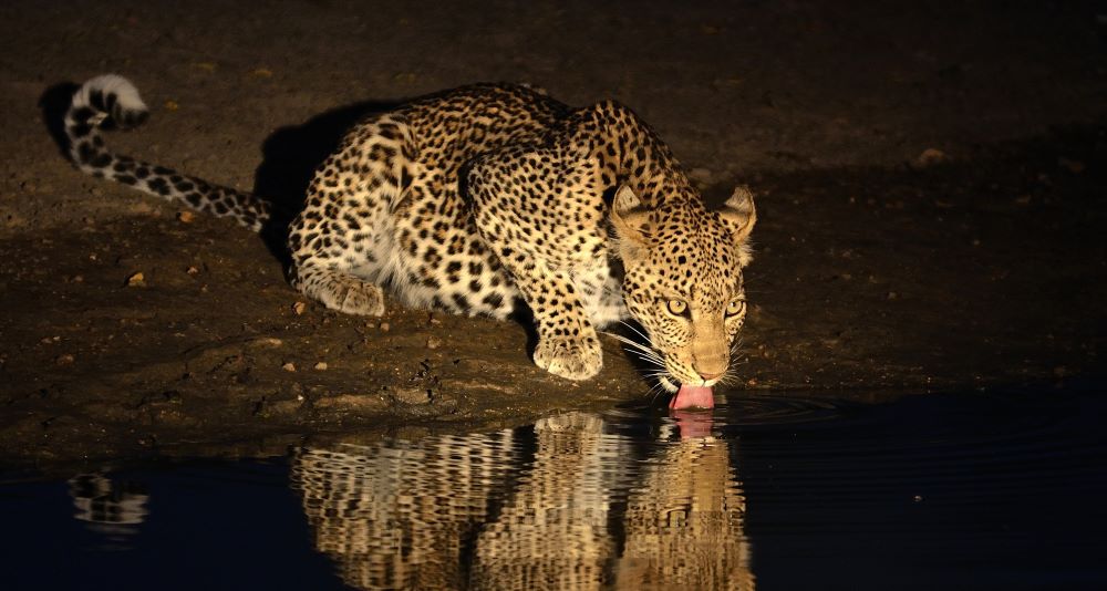 Leopard in der Serengeti während einer Nachtpirschfahrt