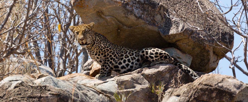 Leopard im Seronera Tal in der Serengeti