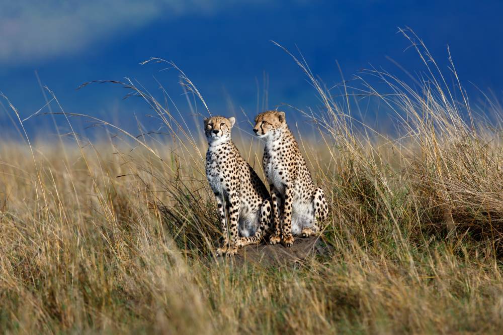 Zwei Leoparden sitzen im hohen Gras im Mara Triangle