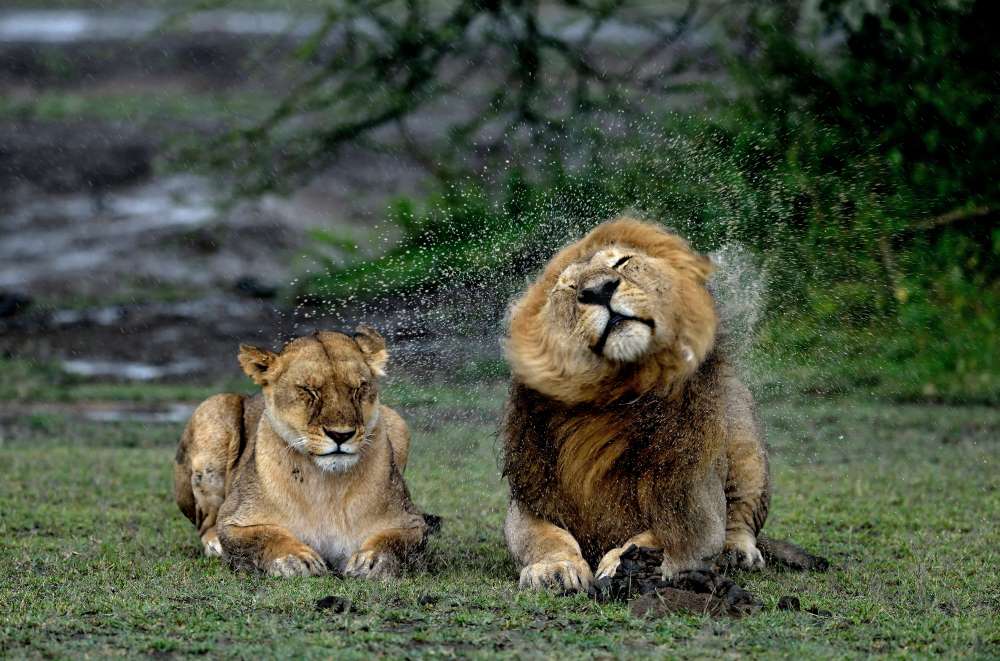 Löwenpaar in der Regenzeit im Ngorongoro Krater in Tansania