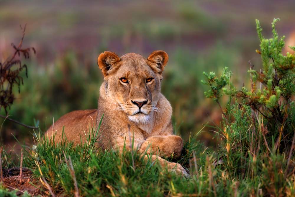 Löwe liegt in Tansania im Gras