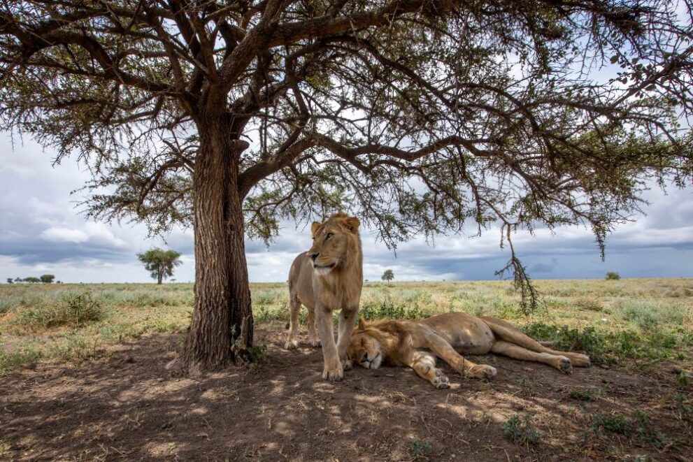 Löwen liegen im Ndutu Gebiet in der Serengeti in Tansania unter einem Baum