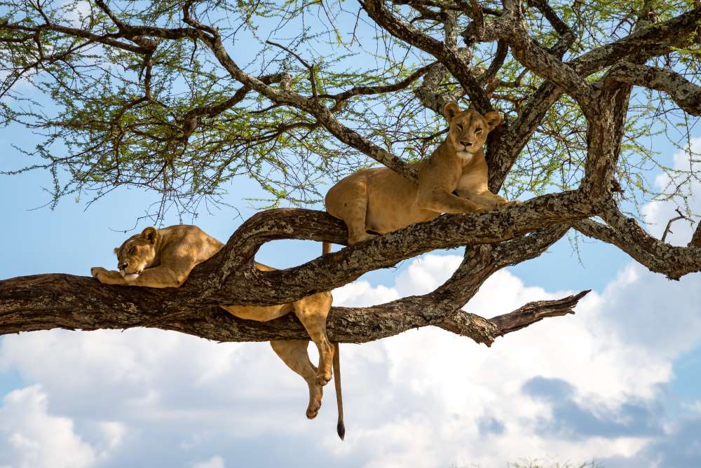 Zwei baumkletternde Löwen im Lake Manyara Nationalpark in Tansania