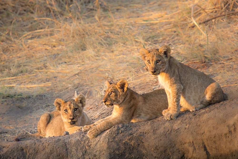 Löwenbabys im Ruaha Nationalpark in Tansania