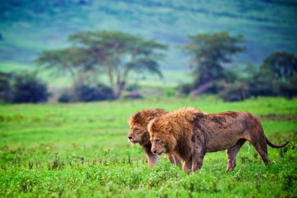 Zwei männliche Löwen auf grüner Wiese im Ngorongoro Krater in Tansania