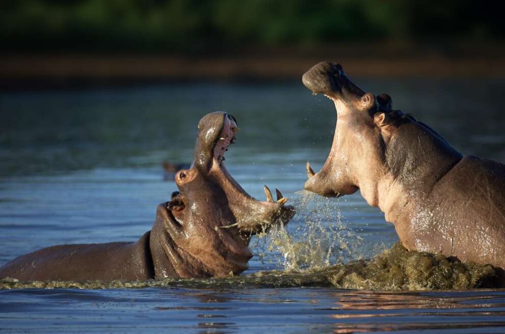 Kämpfende Flusspferde im Katavi Nationalpark in Tansania