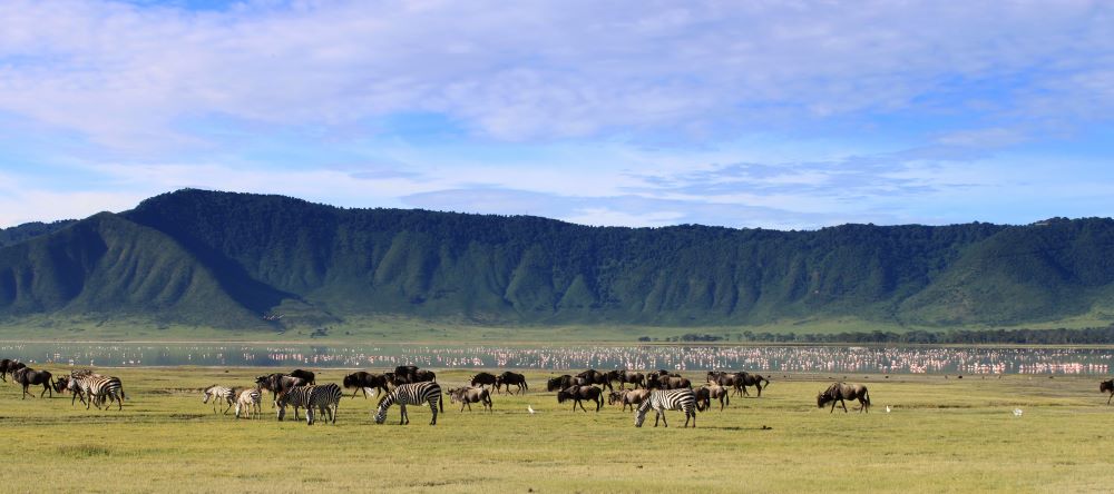 Großer Tieransammlung mit Gnus, Zebras und Flamingos im Ngorongoro Krater in Tansania