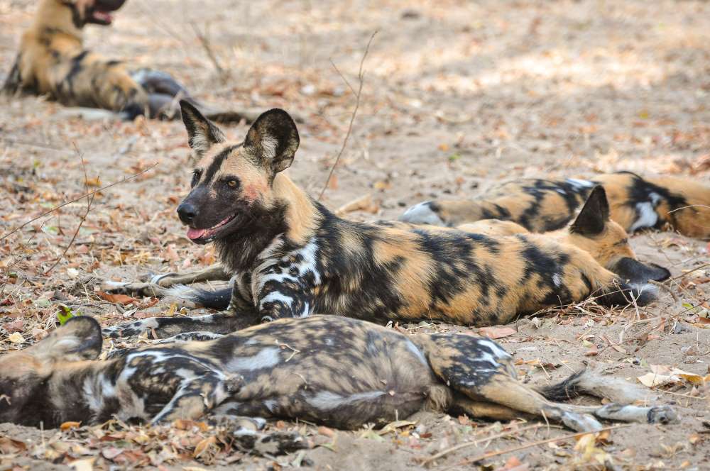 Wildhunde im Nyerere Nationalpark - Selous Game Reserve