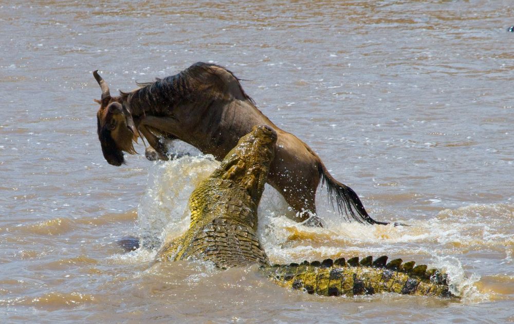 Krokodil jagt ein Gnu beim River Crossing am Grumeti Fluss