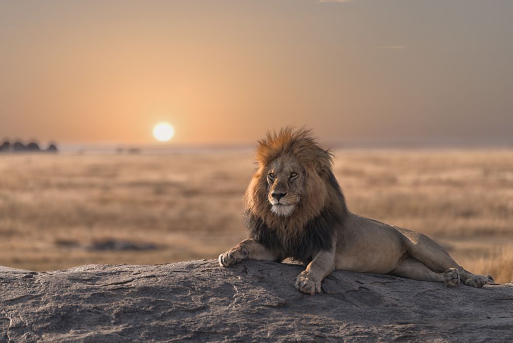 Löwe liegt majestätisch auf einem Felsen in der Serengeti