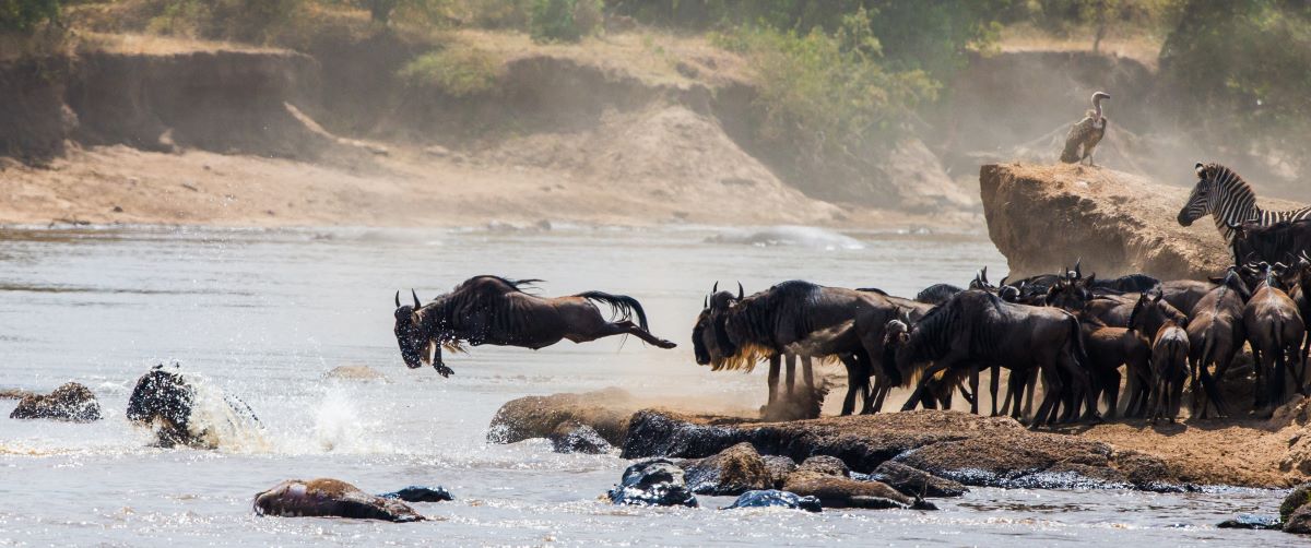Gnu springt bei Great Migration in der Serengeti spektakulär ins Wasser beim River Crossing
