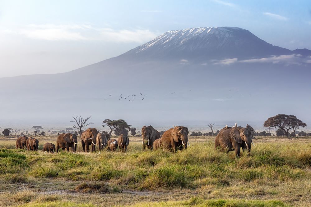 Elefanten laufen vor dem Kilimandscharo im Amboseli Nationalpark