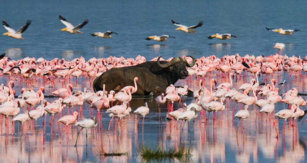Büffel in einer Schar von Flamingos