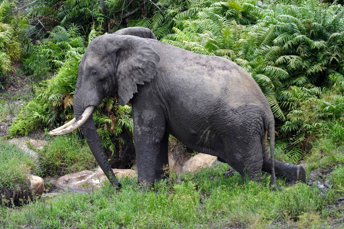 Elefantenbulle im Wald in den Shimba Hills